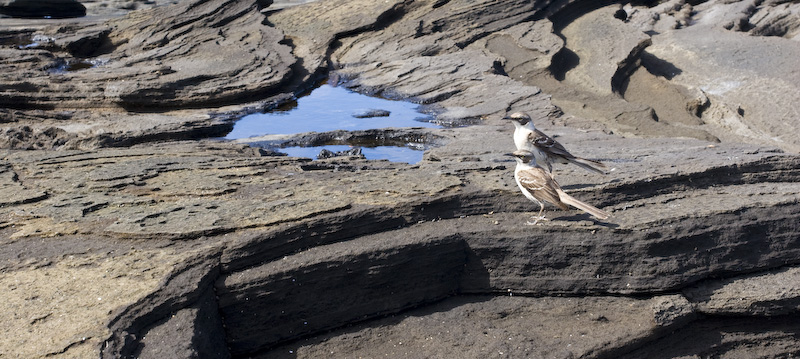 Galápagos Mockingbirds